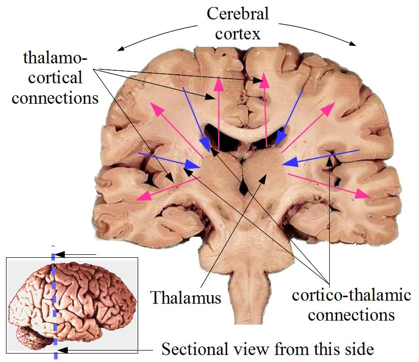 Schéma anatomique de la théorie de l'espace de travail global du cerveau