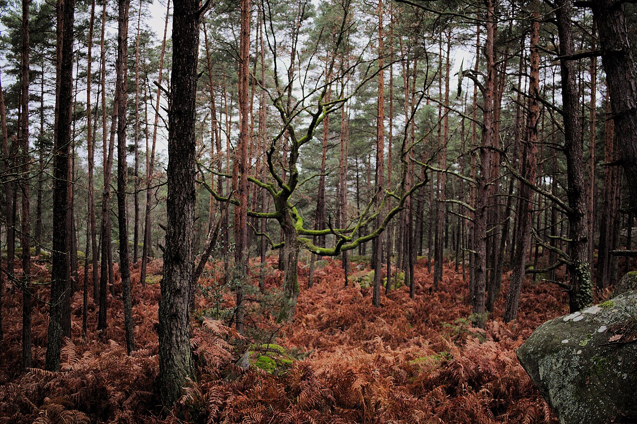 Sous-bois de la forêt de Fontainebleau