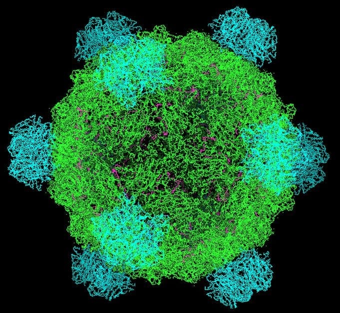 Modèle moléculaire de la capside du bactériophage phi X 174, coque protéique verte hérissée de pointes bleues
