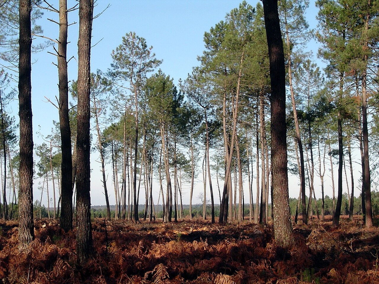 Pinède de pins maritimes se reflétant dans un plan d'eau, forêt des Landes de Gascogne