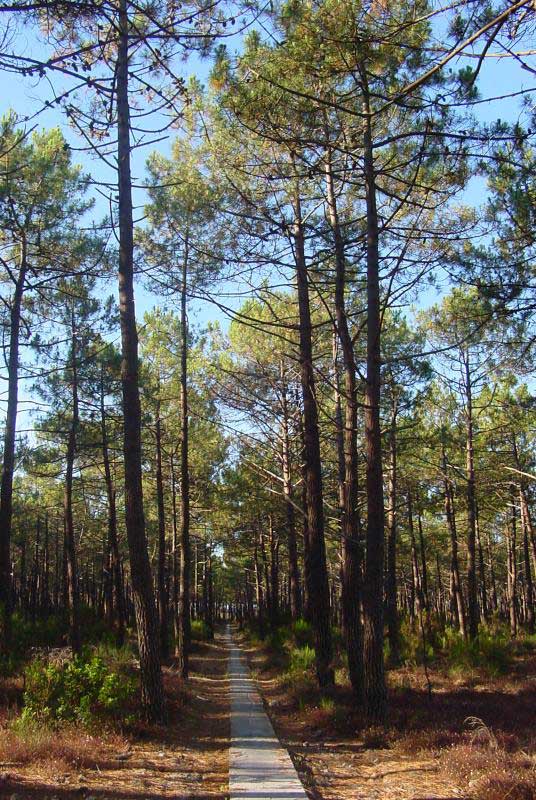 Pin maritime (Pinus pinaster) dans les Landes, tronc et houppier