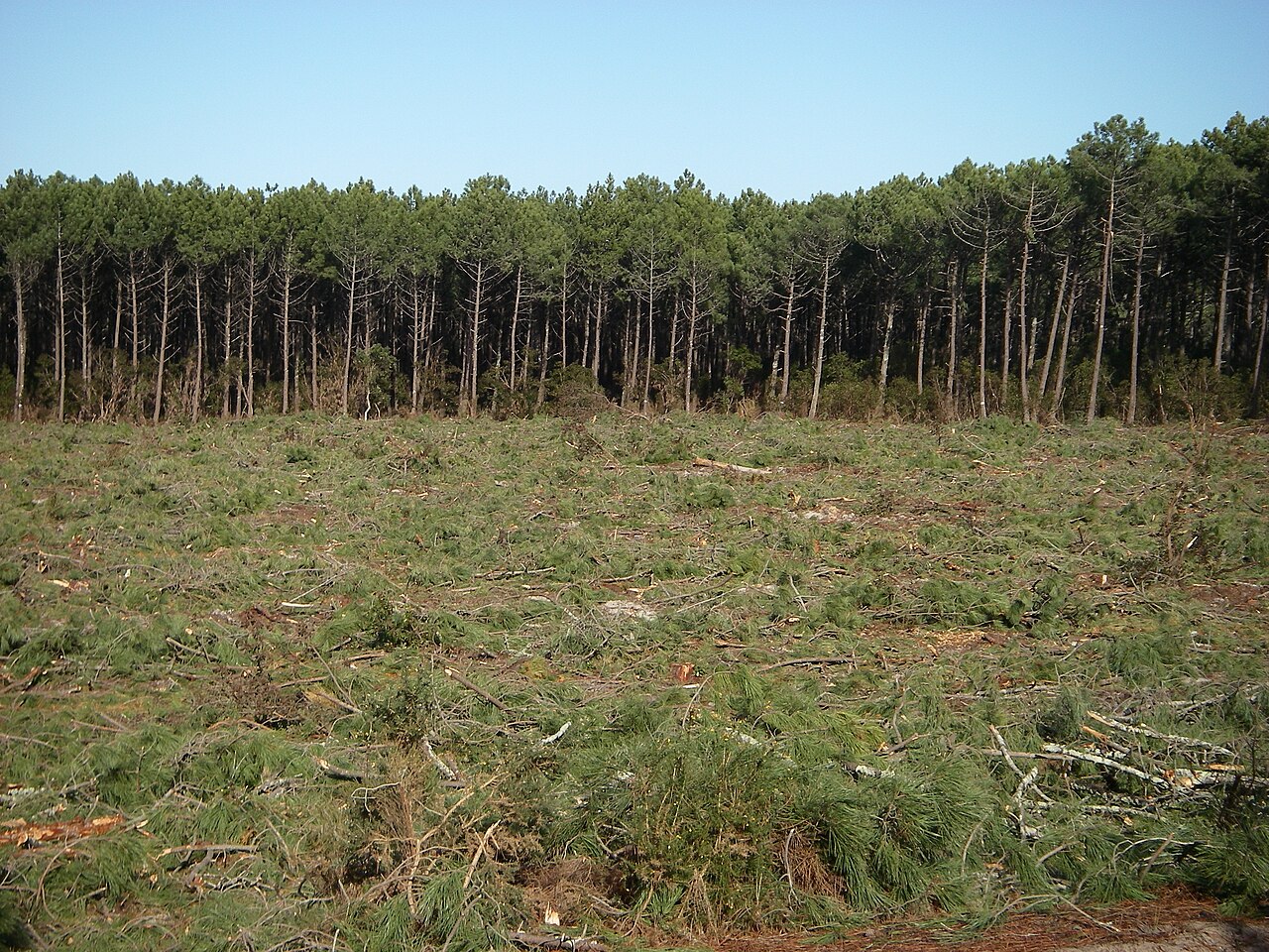 Coupe rase dans la forêt des Landes, sol dénudé et souches après abattage