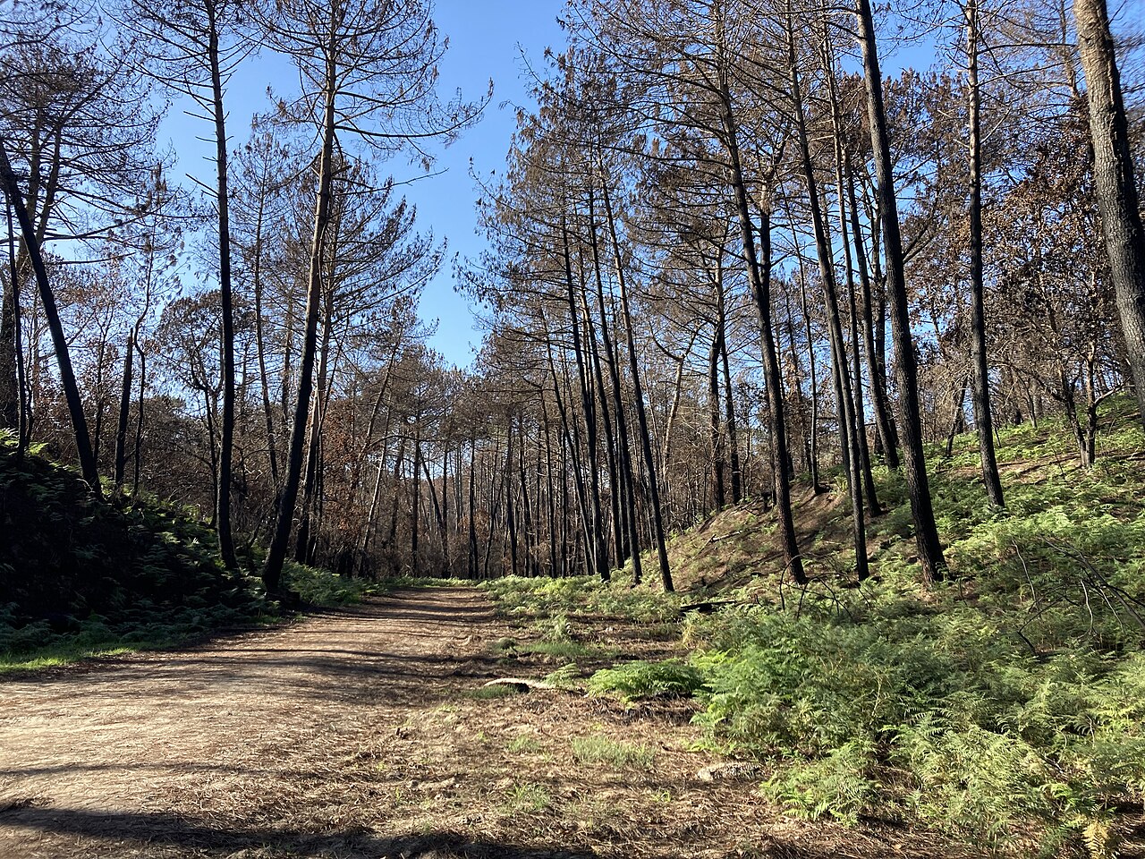 Parcelle de pins de la forêt usagère de La Teste calcinée après l'incendie de juillet 2022